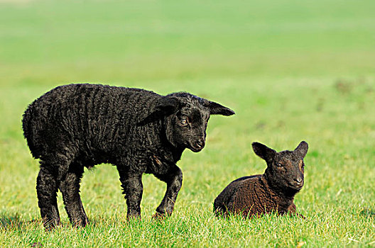 家羊,绵羊,两个,羊羔,草场,北荷兰,荷兰,欧洲