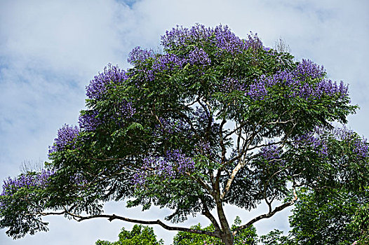 树,花,国家公园,亚马逊雨林,厄瓜多尔