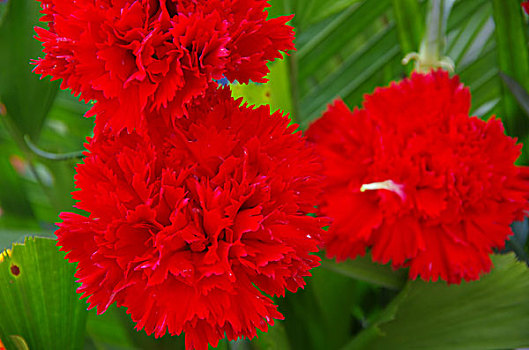 红色康乃馨