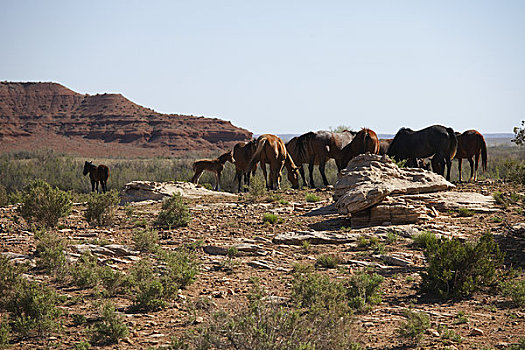 马,放牧,东方,亚利桑那,美国