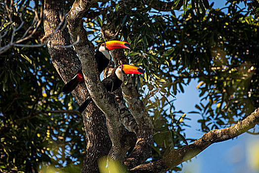 两个,巨大,巨嘴鸟,托哥巨嘴鸟,坐,树上,潘塔纳尔,南马托格罗索州,巴西,南美