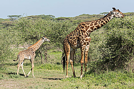 幼兽,长颈鹿,巨大,父亲,吃,刺槐,叶子,树,侧视图,顺序排列,恩戈罗恩戈罗,保护区,坦桑尼亚