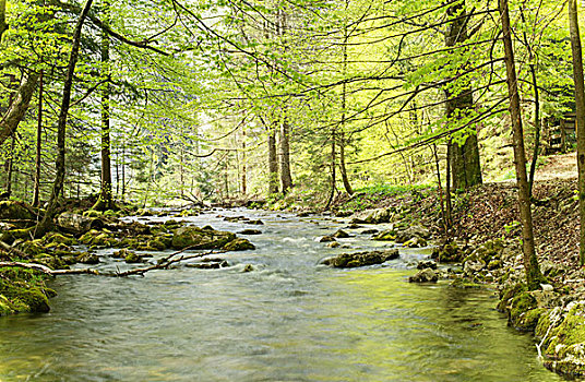 河流,树林,上奥地利州,奥地利