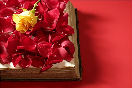 玫瑰花瓣,上方,老年,书本