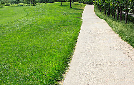草坪,树木,道路