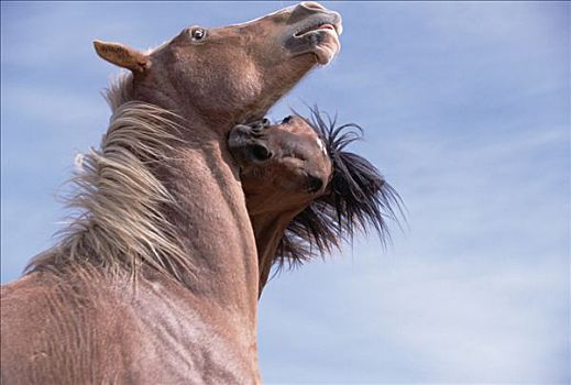 马,幼兽,幼仔,种马,收获,技能,胜利,普赖尔山野马放牧区,蒙大拿