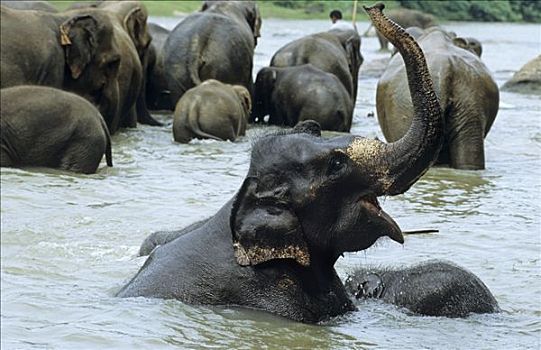 年轻,大象,玩,水,斯里兰卡