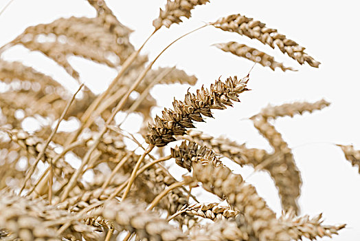 小麦,白色背景,瑞典