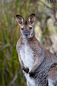 红颈袋鼠,小袋鼠,栖息地,塔斯马尼亚,物种,生活方式,澳大利亚,大陆