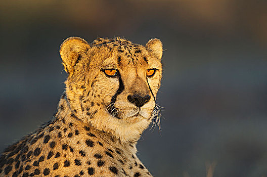 印度豹,猎豹,雄性,动物,俘获,纳米比亚,非洲