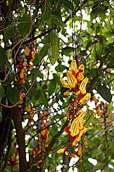 非洲肯尼亚热带植物-黄色串花