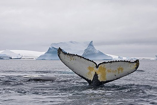 驼背鲸,南极