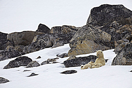 雌性,北极熊,哺乳,幼兽,雪中,斯匹次卑尔根岛,挪威