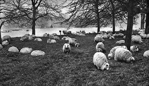 苏格兰,绵羊,蜿蜒,海德公园,伦敦