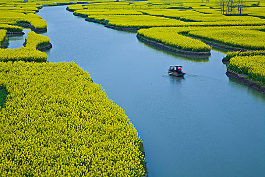 兴化,油菜花,春天,经济作物,农田,农村,种植,河道,水田,风光,风景,旅游,景点,游客