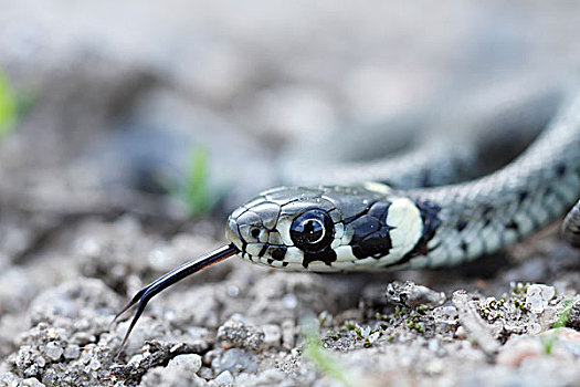 草蛇,小动物,萨克森安哈尔特,德国,欧洲