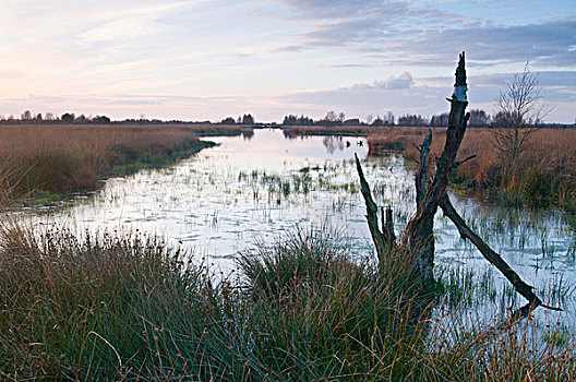 湿地,国际,自然公园,荷兰,欧洲