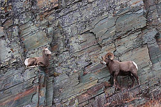 大角羊,母羊,冰川国家公园,蒙大拿