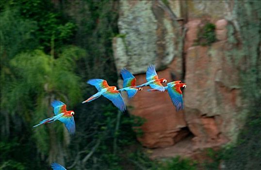 红绿金刚鹦鹉,绿翅金刚鹦鹉,群,飞,栖息地,南马托格罗索州,巴西,南美