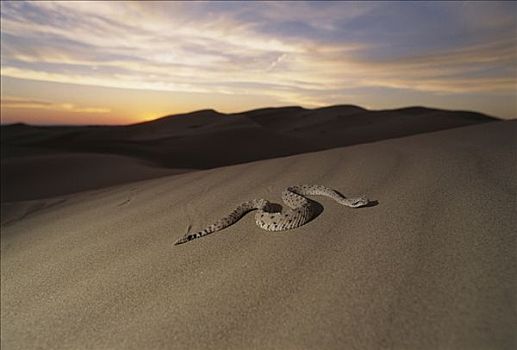 响尾蛇,移动,沙丘,日落,圣坛,生物保护区,墨西哥