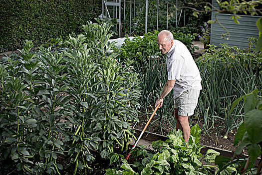 老人,耙,菜园