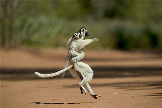 维氏冕狐猴,蹦跳,地面,脆弱,贝伦提私人保护区,马达加斯加