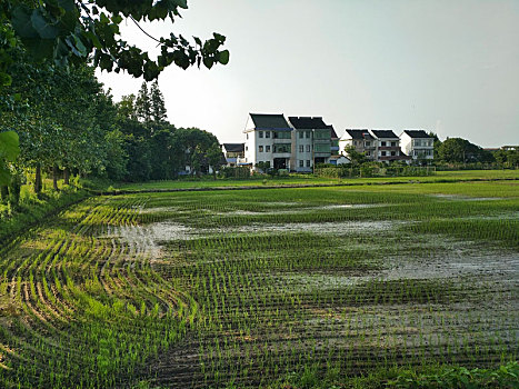 水乡稻田,田园风光,夏日乡村