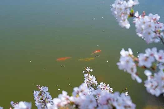 初春东湖樱花园