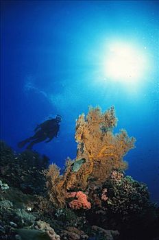 潜水,游泳,后面,柳珊瑚虫,菲律宾