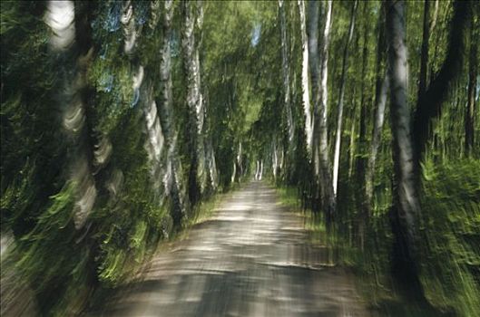 树林,道路,抽象,奥波拜延,德国