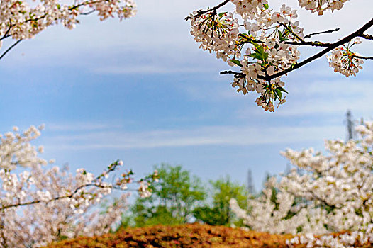 樱花