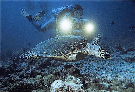 海龟,海龟科,潜水者,水下拍摄,印度洋