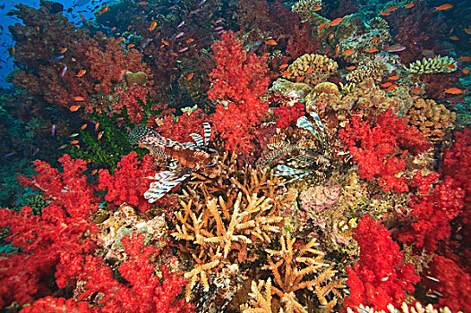 蓑鲉,围绕,茂密,软珊瑚,鱼,靠近,贝卡岛,南方,维提岛,斐济,南太平洋