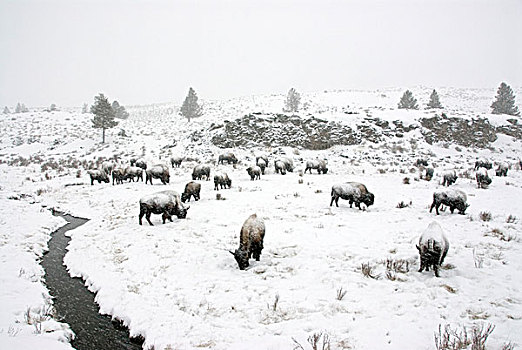 北方,美洲,野牛,牧群,暴风雪,黄石国家公园,怀俄明,美国