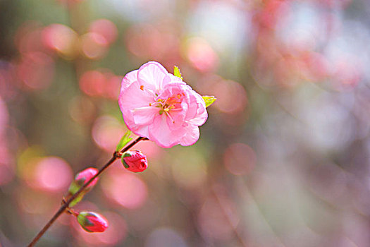 春天盛开的红色梅花