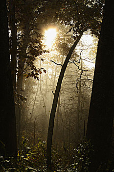 日出,举起,雾,河流,光闪烁过,树,北卡罗来纳,美国