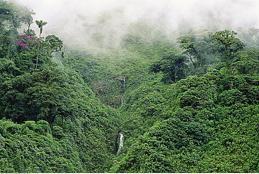 俯视,树林,安迪斯山脉,厄瓜多尔