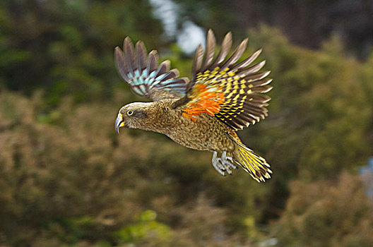 食肉鹦鹉,成年,飞行,南阿尔卑斯山,南岛,新西兰