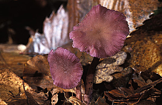 紫色,菌类,可食蘑菇