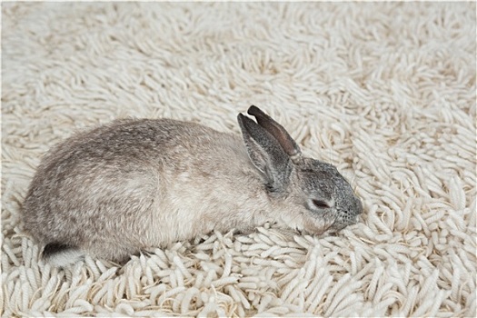 兔子,睡觉,地面