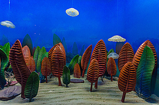 海洋生物化石