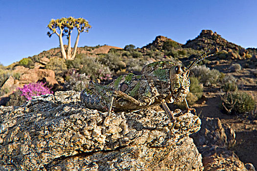 蝗虫,格格普自然保护区,南非