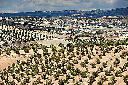 橄榄树,土地,靠近,安达卢西亚,西班牙