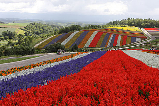 日本北海道美瑛町花田