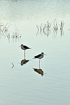 黑翅长脚鹬,湿地,佐渡市,湾流,自然保护区,葡萄牙