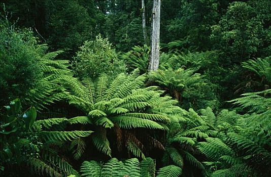 温带雨林,蕨类,澳大利亚