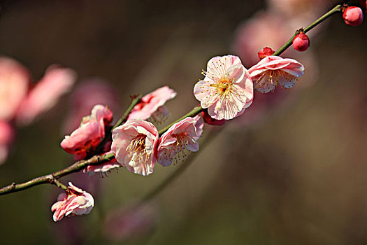 梅花