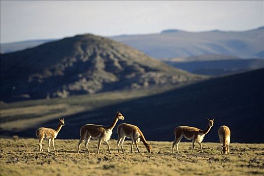 小羊驼,野生,安第斯,家族,牧群,高,南美大草原,自然保护区,秘鲁