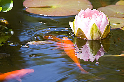 橙色,金鱼,进食,园池,盛开,粉色,水,反射,水中