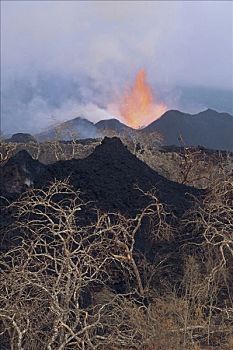 火山爆发,新,溅,植被,火山口,火山岩,喷泉,放射状,裂缝,二月,费尔南迪纳岛,加拉帕戈斯群岛,厄瓜多尔